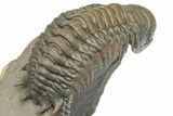 Pair of Crotalocephalina Trilobite Fossils - Atchana, Morocco #222368-6